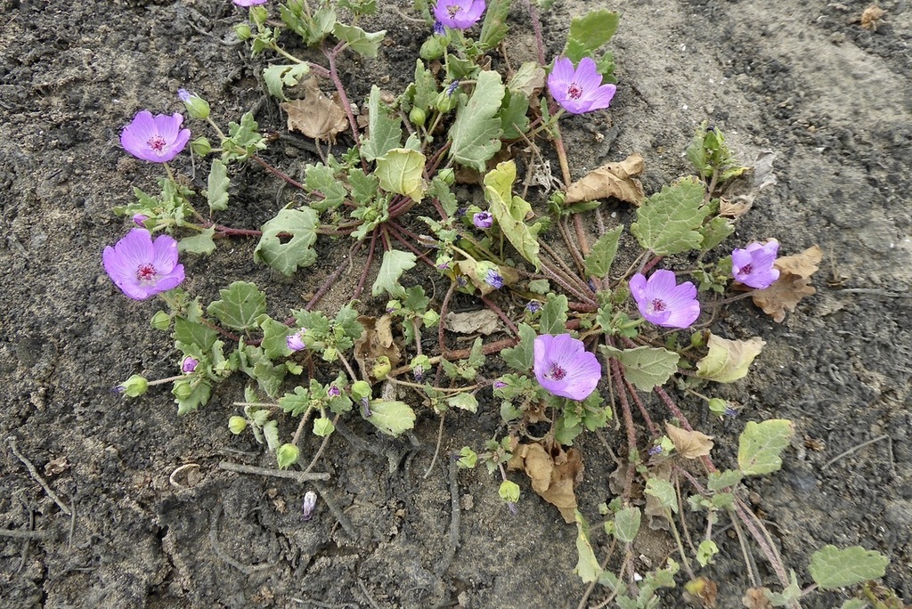 Palaua rhombifolia