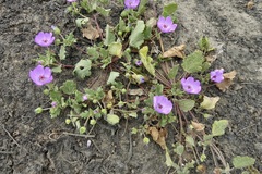 Palaua rhombifolia