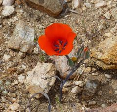 Calochortus kennedyi kennedyi