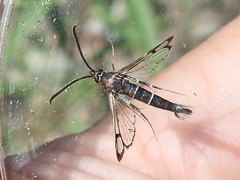 Carmenta engelhardti