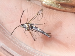 Carmenta engelhardti