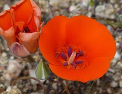 Calochortus kennedyi kennedyi