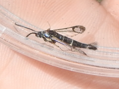 Carmenta engelhardti