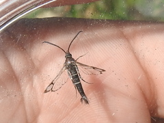 Carmenta engelhardti