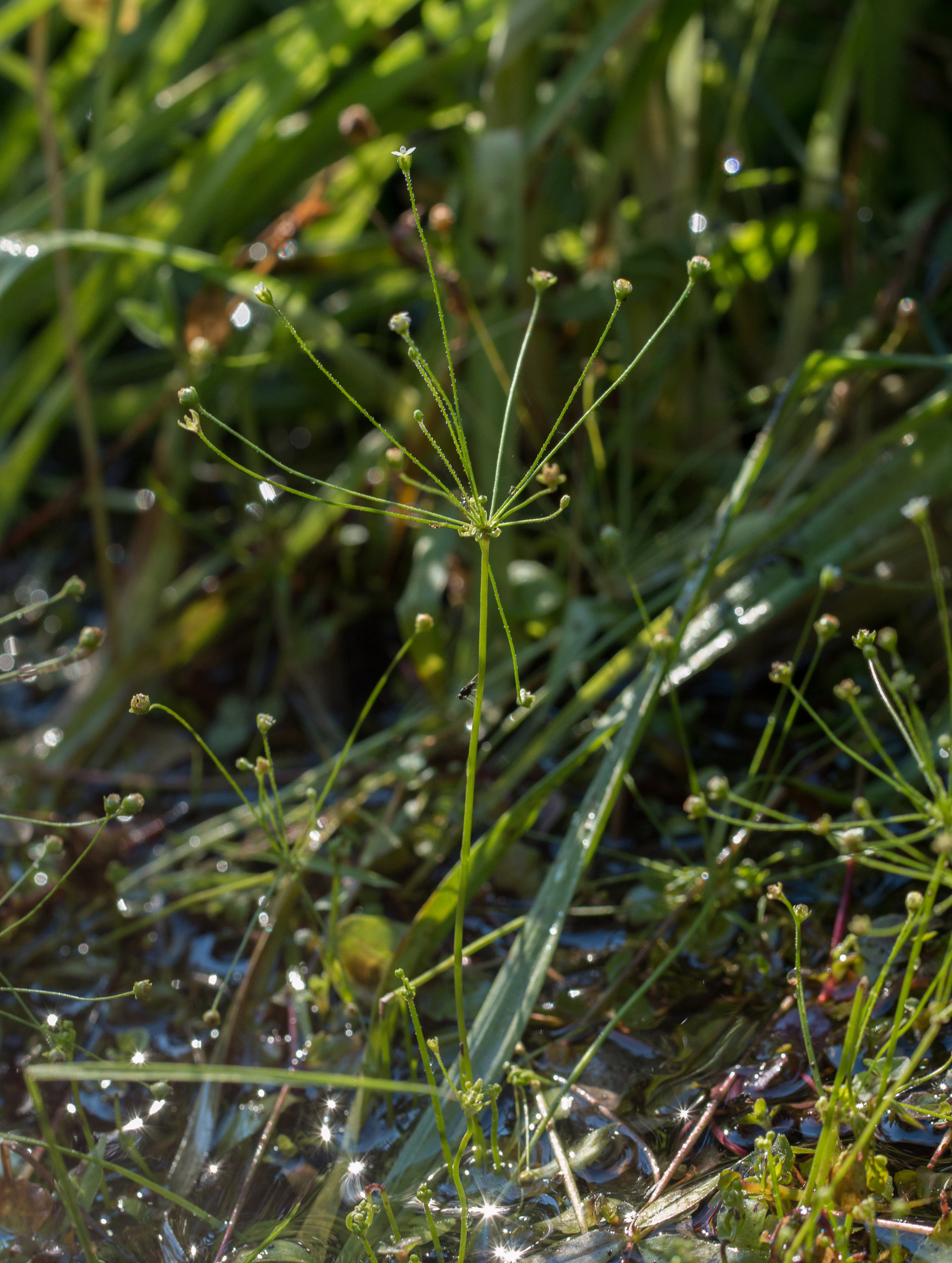 Androsace filiformis
