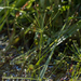 Androsace filiformis - Photo (c) Belinda Lo, algunos derechos reservados (CC BY-NC-SA), subido por Belinda Lo
