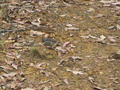 Sericornis maculatus