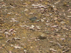 Sericornis maculatus