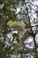Passiflora tucumanensis