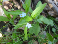 Memoremea scorpioides