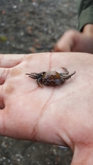 Hemigrapsus