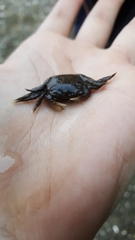 Hemigrapsus