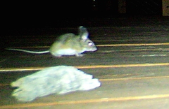 Peromyscus truei