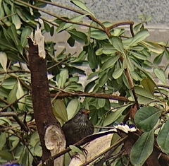 Turdus merula