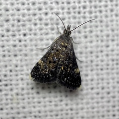 Heliothela ophideresana