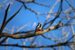 Dendrocopos major