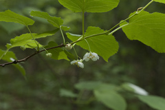 Actinidia kolomikta