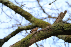 Sitta europaea