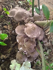 Basidiomycota