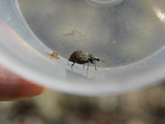 Otiorhynchus austriacus