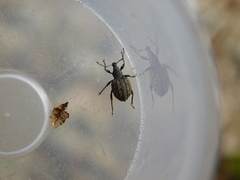 Otiorhynchus austriacus