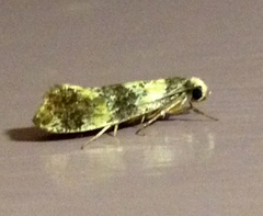 Monopis chrysogramma