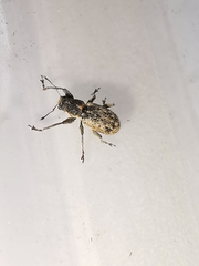 Andrion regensteinense