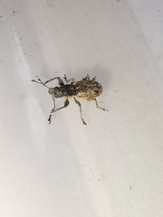 Andrion regensteinense