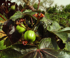 Jatropha gossypiifolia image