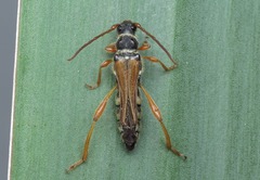 Stenopterus flavicornis
