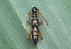 Stenopterus flavicornis