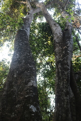 Ficus tsjakela