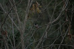 Garrulus lanceolatus