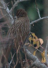 Grammatoptila striata