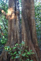 Ficus tsjakela