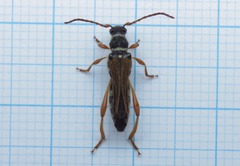 Stenopterus flavicornis