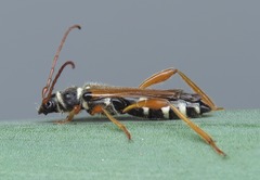 Stenopterus flavicornis
