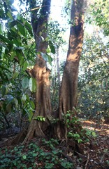 Ficus tsjakela