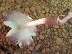 Basidiomycota