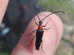 Cyphonotida rostrata