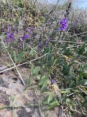 Glycine microphylla