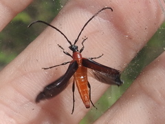 Cyphonotida rostrata