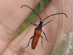 Cyphonotida rostrata