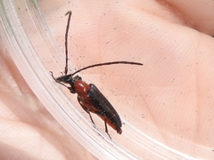 Cyphonotida rostrata