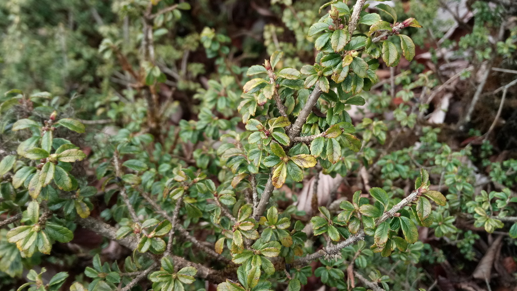 Ilex intricata (Ilex intricata)