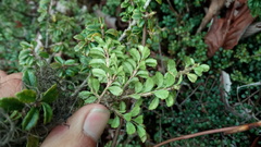 Ilex intricata