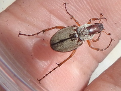 Macrodactylus uniformis