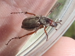 Macrodactylus uniformis