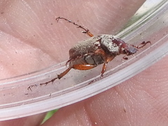 Macrodactylus uniformis