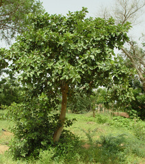 Ficus platyphylla